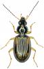 Bembidion bualei bualei